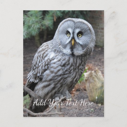 Owl Briefkaart (Voorkant)