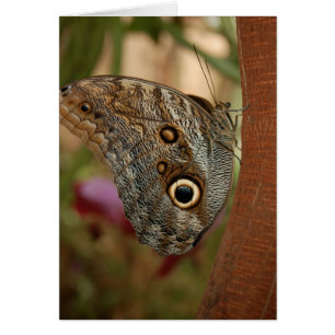 Owl Butterfly