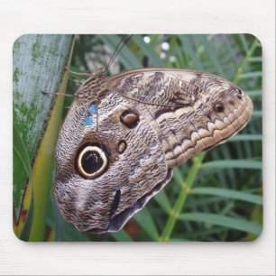 Owl Butterfly Muismat