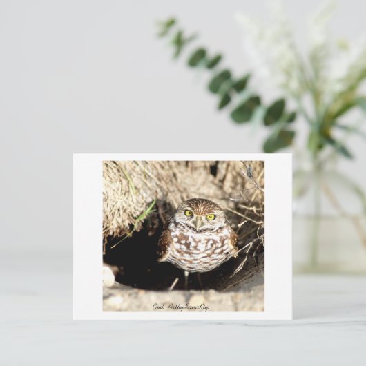 Owl. Carte postale (Debout devant)