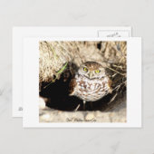 Owl. Carte postale (Devant / Derrière)
