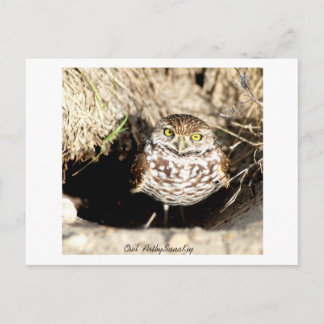 Owl. Carte postale