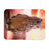 Owl Experience Somerset Magneet (Horizontaal)