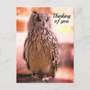 Owl experience Somerset Thinking of You Briefkaart