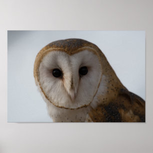 Owl Eyes Poster