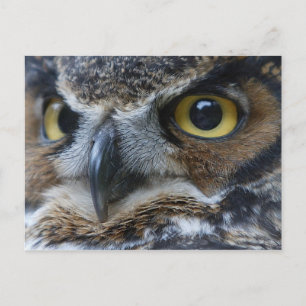Owl Eyes Wildlife Briefkaart