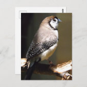Owl Face Finch briefkaart (Voorkant / Achterkant)