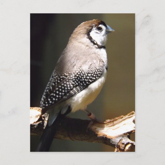 Owl Face Finch briefkaart (Voorkant)