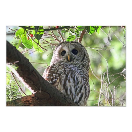 Owl Foto Afdruk (Voorkant)