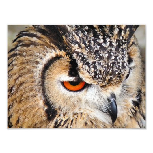 OWL FOTO AFDRUK (Voorkant)