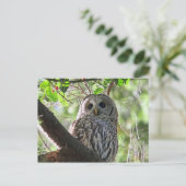 Owl Foto Briefkaart (Staand voorkant)