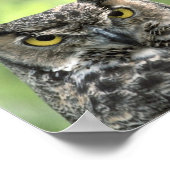 Owl Foto Poster (Hoek)