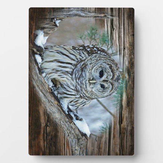 Owl Fotoplaat (voorkant)