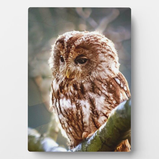 Owl Fotoplaat (voorkant)