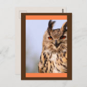 Owl glimlachen Briefkaart (Voorkant / Achterkant)