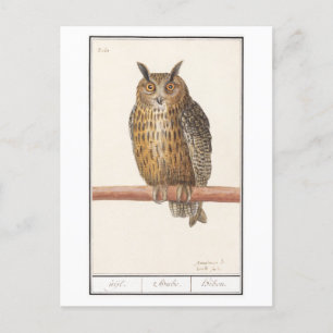  Owl Illustratie Briefkaart