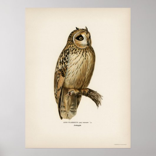  Owl Illustratie Poster (Voorkant)