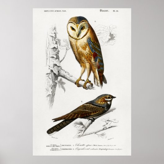 Owl Illustratie Poster (Voorkant)