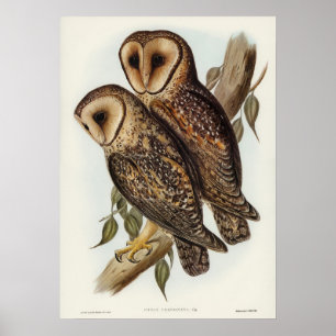  Owl Illustratie Poster