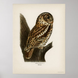  Owl Illustratie Poster