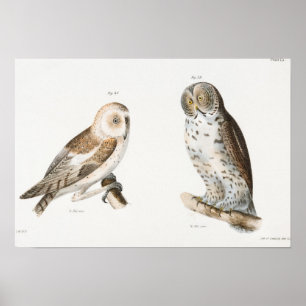  Owl Illustratie Poster