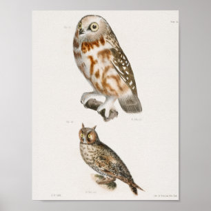  Owl Illustratie Poster