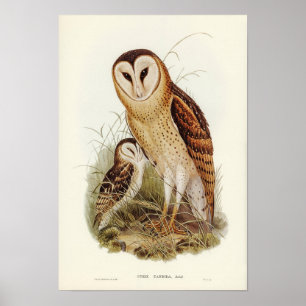 Owl Illustratie Poster