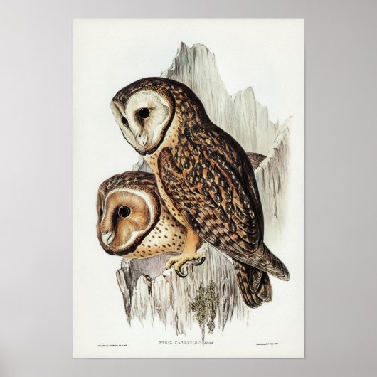 Owl Illustratie Poster (Voorkant)