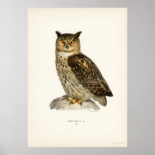  Owl Illustratie Poster (Voorkant)