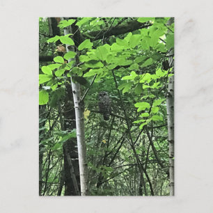 Owl in de bomen, Oregon Briefkaart
