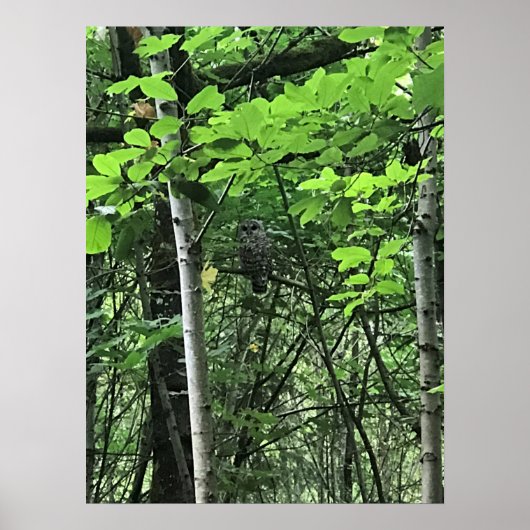 Owl in de bomen, Oregon Poster (Voorkant)