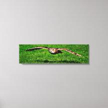 Owl in liftoff Closeup Panoramic Canvas Print