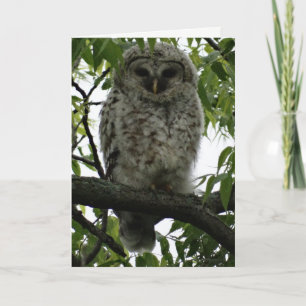Owl Luv Kaart