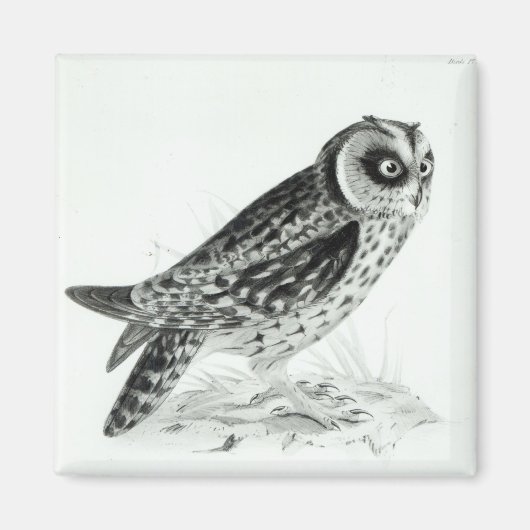 Owl Magneet (Voorkant)