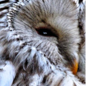 OWL MEDIUM CADEAUZAKJE