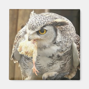 Owl met Prey Magneet