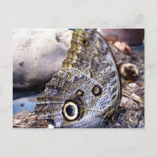 Owl Moth Briefkaart