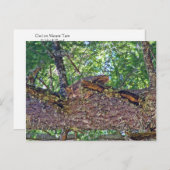 Owl Mount Tam Briefkaart (Voorkant / Achterkant)