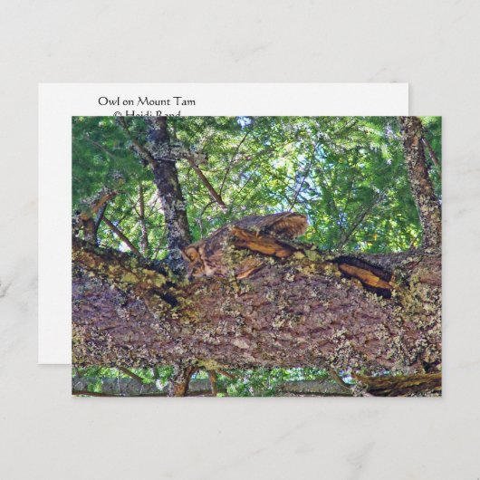 Owl Mount Tam Briefkaart (Voorkant / Achterkant)