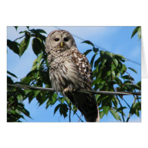Owl op draad