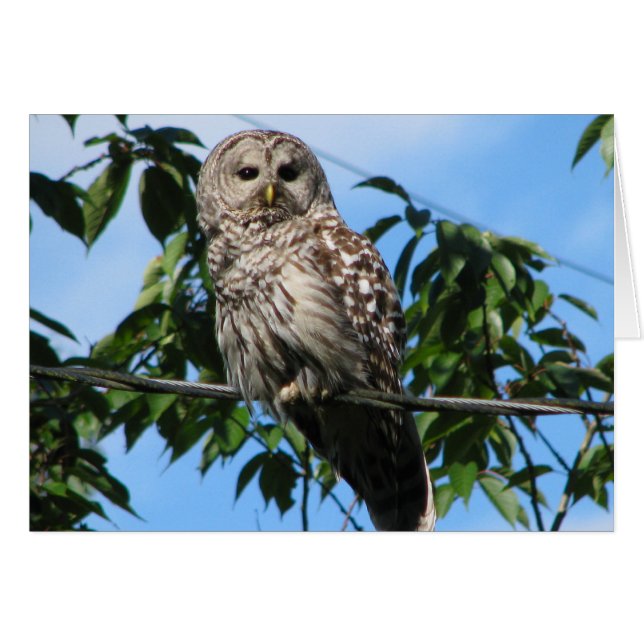 Owl op draad (Voorkant Horizontaal)