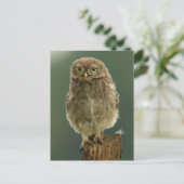 Owl op een pomp briefkaart (Staand voorkant)