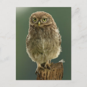 Owl op een pomp briefkaart