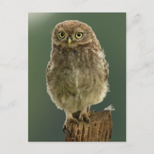 Owl op een pomp briefkaart (Voorkant)