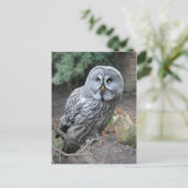 Owl Portret Foto Briefkaart (Staand voorkant)