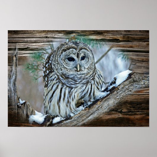 Owl Poster (Voorkant)