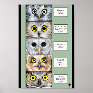 Owl Poster