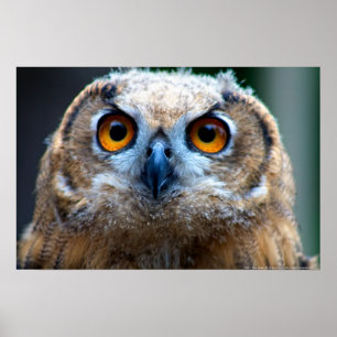 Owl Poster