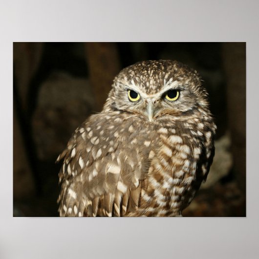 Owl Poster (Voorkant)
