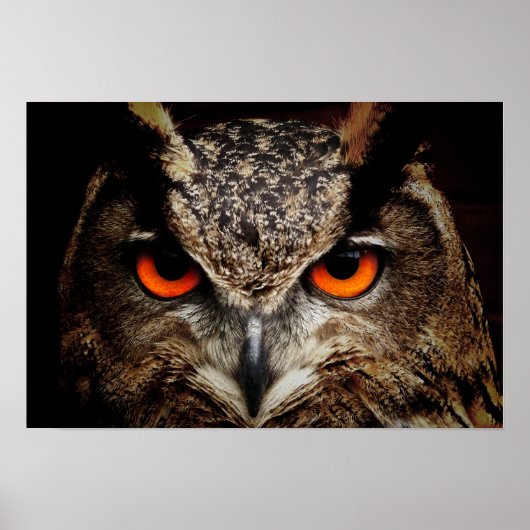 Owl Poster (Voorkant)